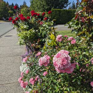 Rose Bushes and Flowers on the side of the road